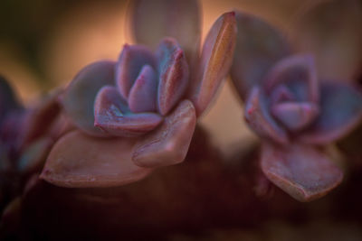 Close-up of pink rose flower