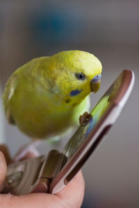 Close-up of bird