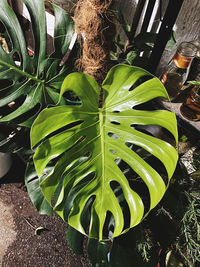 High angle view of succulent plant