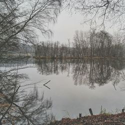 Reflection of trees in lake