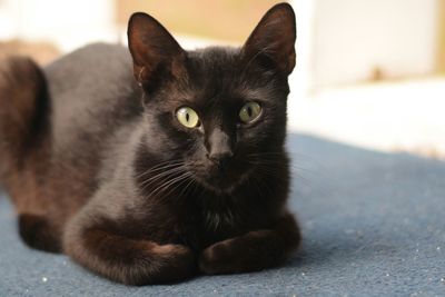 Close-up of cat