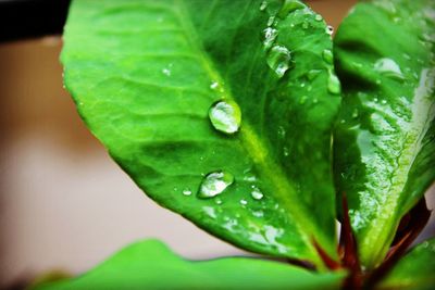 Close-up of wet plant