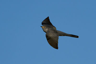 Low angle view of bird flying against clear blue sky