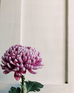 Close-up of pink flowering plant against wall