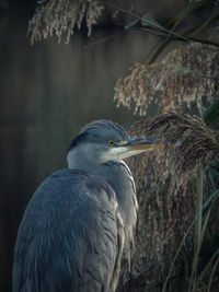 Close-up of gray heron