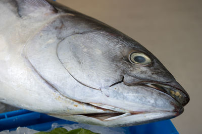 Close-up of fish