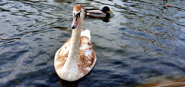 High angle view of swan swimming in lake