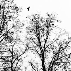 Low angle view of silhouette bird flying against clear sky