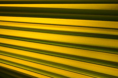 Full frame shot of palm leaf