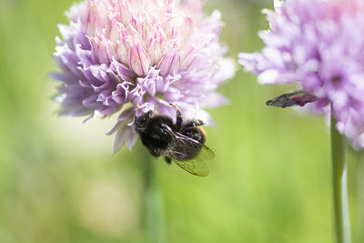 Close-up of bee pollinating on purple flower