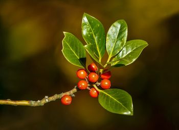 Close-up of berries growing on plant