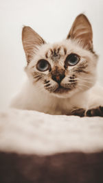 Close-up portrait of cat
