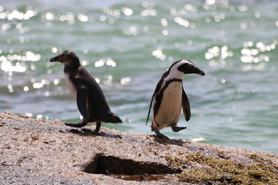 View of birds on beach