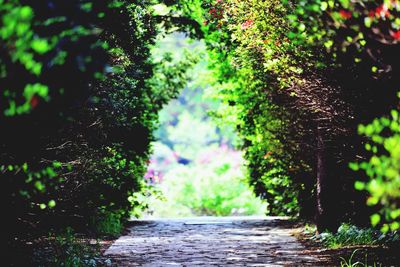 Footpath amidst trees in forest