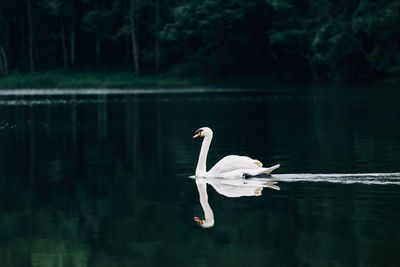 Swan swimming in lake