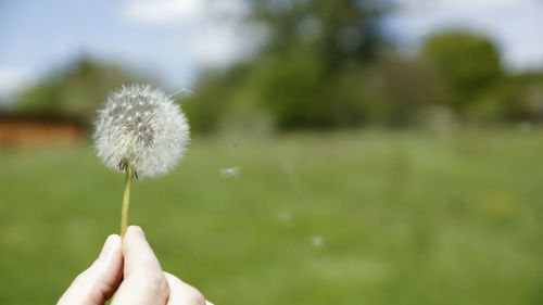 Close-up of hand holding dandelion against blurred background