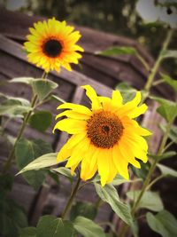 Close-up of yellow flower blooming outdoors