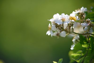 Close-up of white brier blossoms in spring