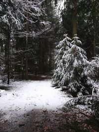 Trees in forest during winter