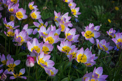 Close-up of flowers blooming outdoors