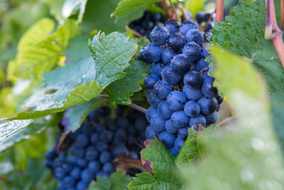 Close-up of grapes growing in vineyard