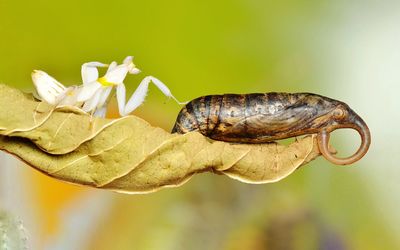 Close-up of insect on leaf