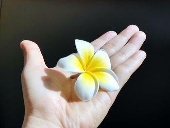 Close-up of hand holding yellow rose against black background