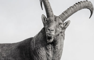 Portrait of deer against clear sky