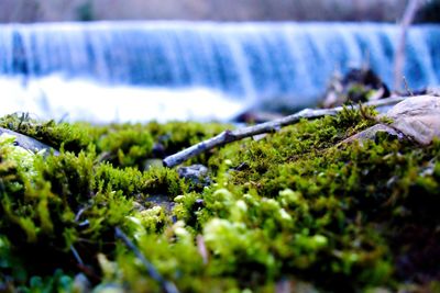 Close-up of moss covered land