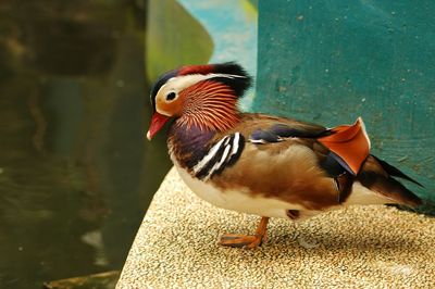 Close-up of a duck in a water