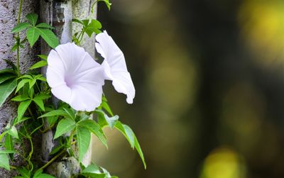Close-up of white flowering plant