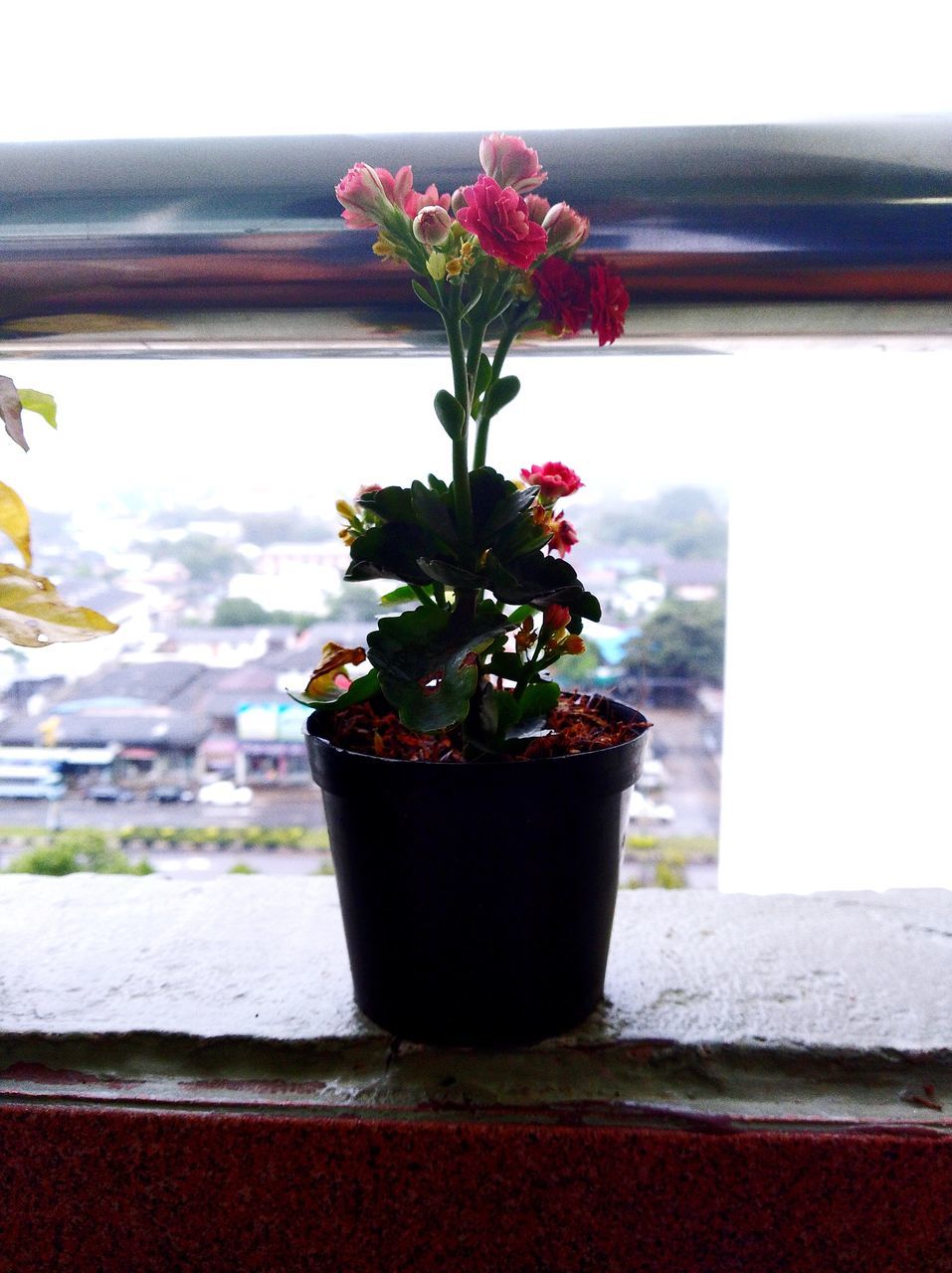 potted plant, indoors, no people, growth, plant, window, nature, close-up, day, flower, freshness