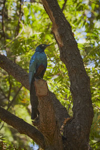 Low angle view of bird perching on tree