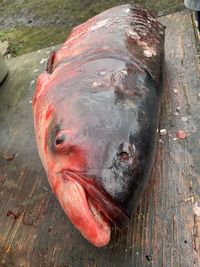 High angle view of fish on table