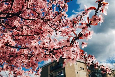 Low angle view of cherry blossom tree