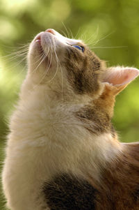 Close-up of a cat