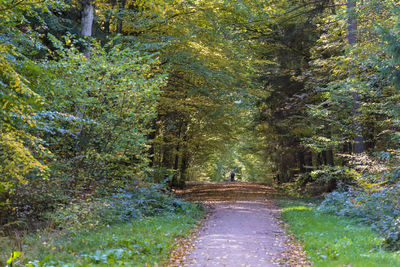 Footpath amidst trees in forest