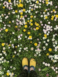 Low section of person standing on daisy