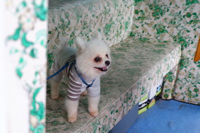 High angle portrait of dog looking away