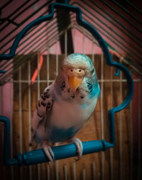 Close-up of parrot in cage