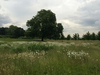 Trees on field against sky