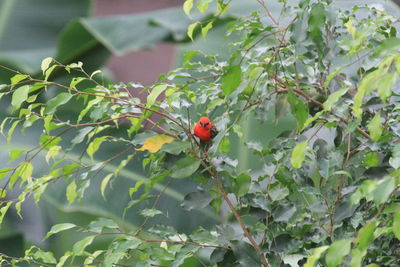 Close-up of butterfly perching on plant