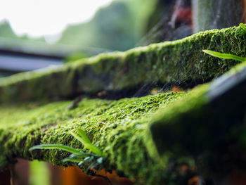 Close-up of moss growing on land