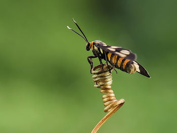 Close-up of butterfly pollinating on flower