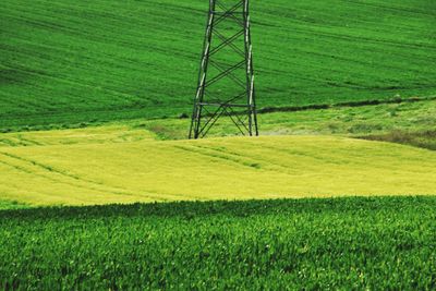 Scenic view of agricultural field