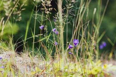 Close up of purple flowers blooming in field