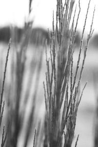 Close-up of wheat growing on field