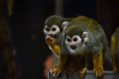 squirrel monkey
