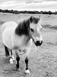 Horse standing in ranch