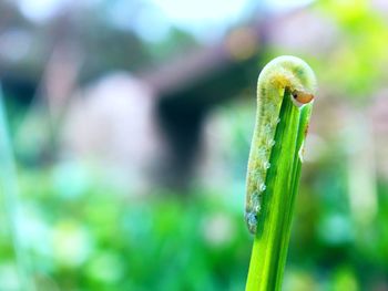 Close-up of green plant